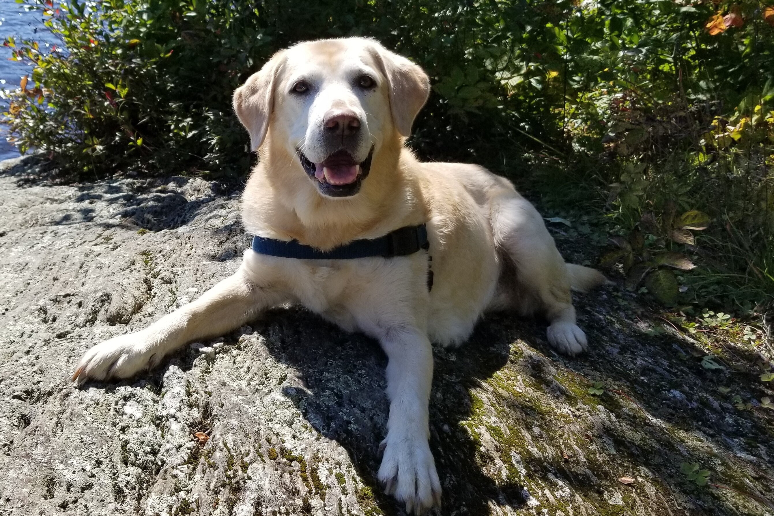 Bea the yellow lab smiling while lying on Barking Rock