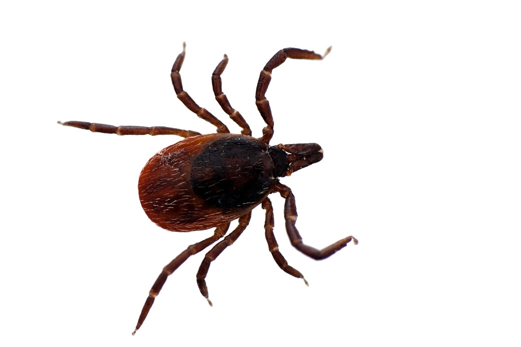 Close-up photo of a deer tick